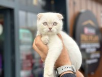 Minik scottish fold bebekler