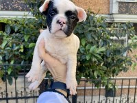 Sevimli Minik Şirin French Bulldog Yavrularımız