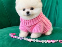 Orjinal Pomeranian Boo