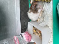Acil yuva ücretsiz hamster