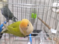 Kuşlarım çok sağlıklı