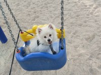 Uyguna verilecek acil pomeranian