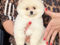 AYI SURAT ERKEK POMERANİAN BOO