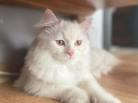 Dişi British Longhair Arıyoruz