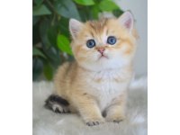 British Shorthair Yavruları