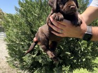 Irk garantili labrador retriever yavrular