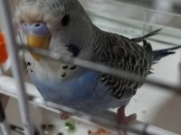 Jumbo muhabbet kuşu