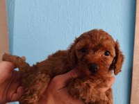 Toy poodle yavrular ırk sağlık garantili