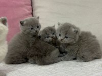 Cins British Shorthair Yavrularımız Yuvalarını Arıyor