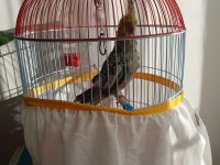 2.5 aylık bebek sultan papağanı kafesi ile beraber