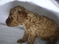 F2 ORJİNAL MALTİPOO 3 KIZ KARDEŞ