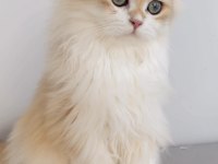 BLH 6 aylık erkek british longhair