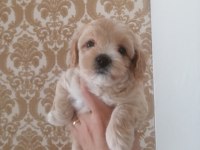 Sıfır numara maltipoo dişi bebeklerimiz