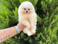 Sıfır Burun Sıfır Kulak Orjinal Pomeranian İsteyenlere