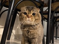 SCOTTİSH FOLD KEDİSİ SAHİPLENDİRME