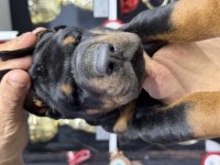 Harika European Doberman Yavruları