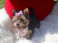 Teacup eğitimli yorkshire terrier yavrular
