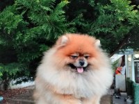 Rusya Export secereli Tedy Bear Pomeranian