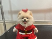 Eşimin hamileliği sebebi ile pomeranian kızımız