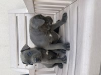 İzabel blue cane corselar