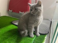 Irk Ve Sağlık Garantili British Shorthair