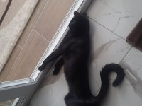 Oyuncu Bombay Kedisi