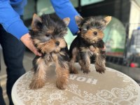 Tea cup yorkshire terrier yavrular ziyarete açık
