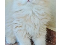 British longhair ay11