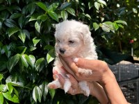 maltese terrier