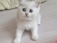 British shorthair silver dişi