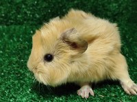 Orjinal guinea pig yavruları