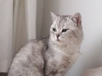 British shorthair kedisi