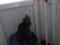 Kedimiz yuvasını arıyor 7 aylık british shorthair zeuss