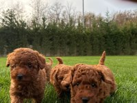 Red Brown Toy Poodle Yavruları İstanbul