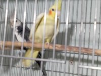 Garantili Sultan Papağanı Takımlarımız