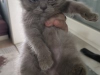 Orjinal british longhair yavruları 1 erkek 2 dişi