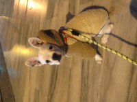 KÖPEĞİMİZ ŞİVA YUVA ARIYOR