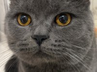 12 aylık british shorthair