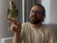 Full evcil erkek alexander papağanı