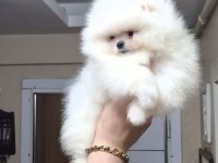 Ayıcık Yüz Pomeranian Boo Erkek