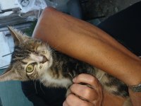 Ücretsiz kedi sahiplendirme