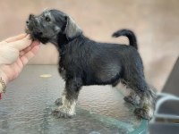 ANNE ALTINDAN REZERVE SCHNAUZER BEBEKLER