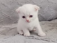 Sevimli kedilerimiz yeni yuvalarını arıyor