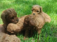 Yavru toy poodle