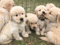 Golden Retriever Yavrular İçin Ulaşabilirsiniz