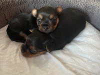 Safkan tüy dökmez koku alerji yapmaz yorkshire terrier