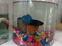 betta balıkları
