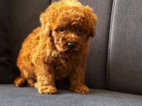Toy poodle safkan