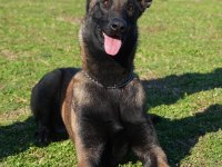 FCI/KIF Şecereli Şampiyon Kan Hattı Malinois Yavrular