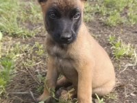 Safkan Malinois